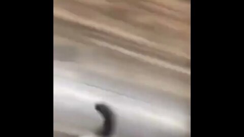 PLEASE SUBSCRIBE HELP ME POST MORE VIDEOS - #SHORTS