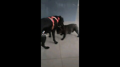 Frenchie shows Labrador