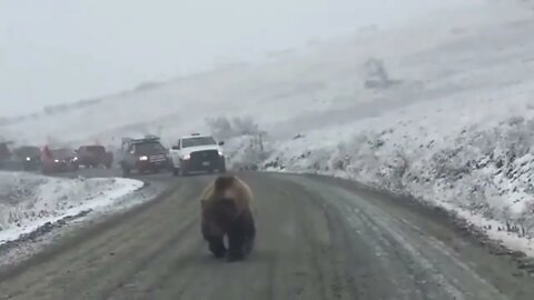 Grizzly bear taking up the whole road