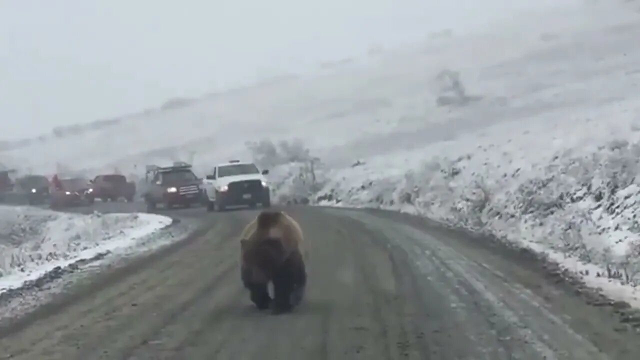 Grizzly bear taking up the whole road