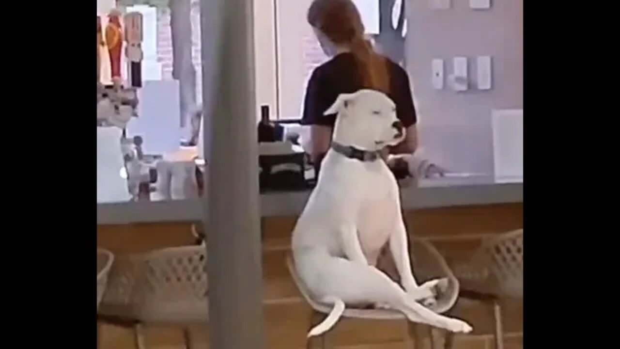 When your dog thinks it's human...😂🤔🐶