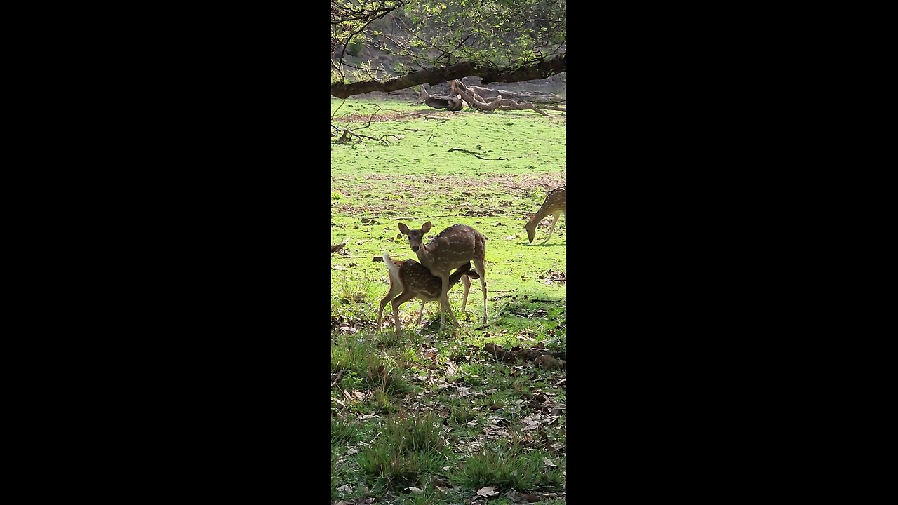 DEER FEEDING HER CALF