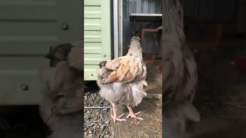 Baby chicks enjoying the outdoors