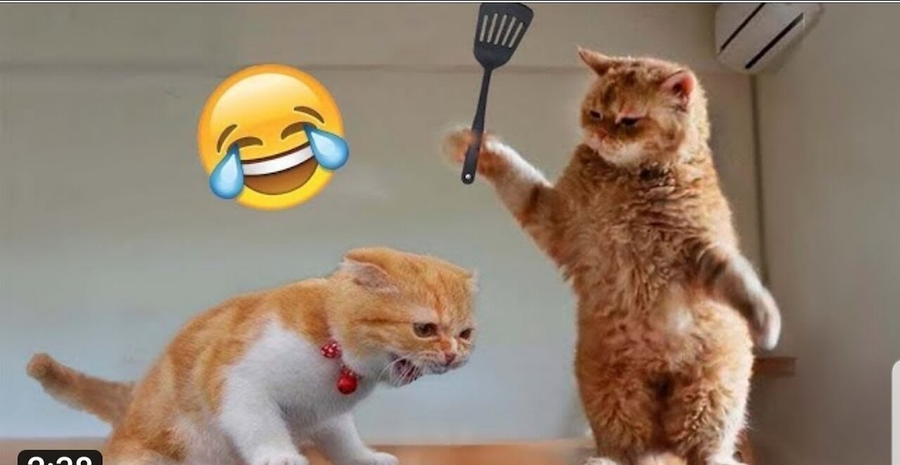 Funny cats