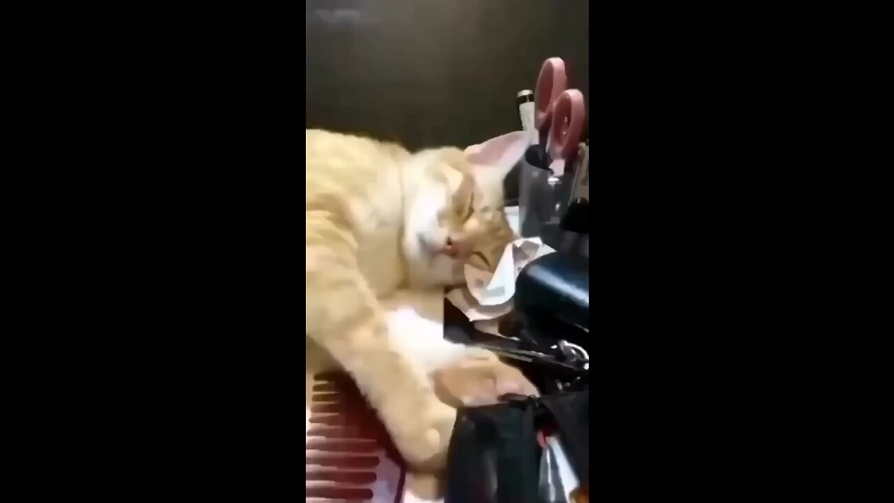 Cat funny||😂😂😂😂|| most funniest video of cat they are very cute. 😂😂❤️