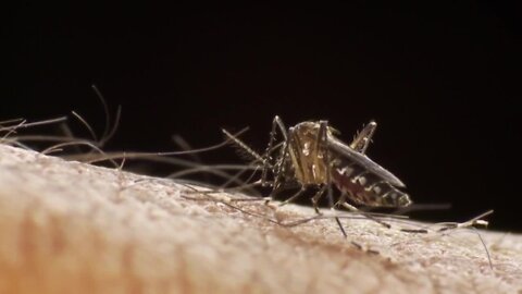 City officials predict 'higher-than-normal' mosquito season after wet winter