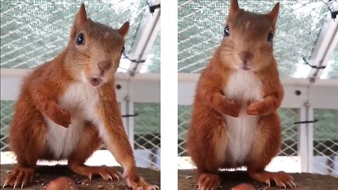 Squirrel Growls - Have you ever seen them angry?