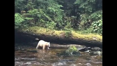 Spirit Bear Taking a Stroll