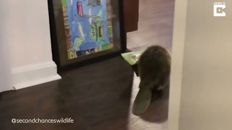 Rescued Beaver gathering tools to build his dam