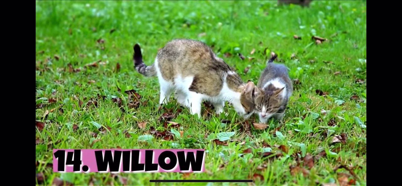 Top female cats in the world ed:3
