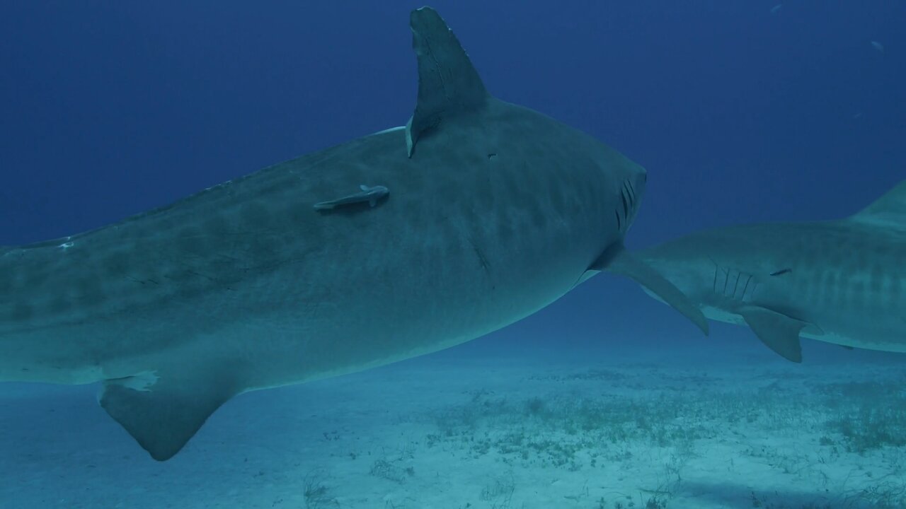 Attacked by 3 Tiger Sharks in Bahamas - Jordan Lindsey