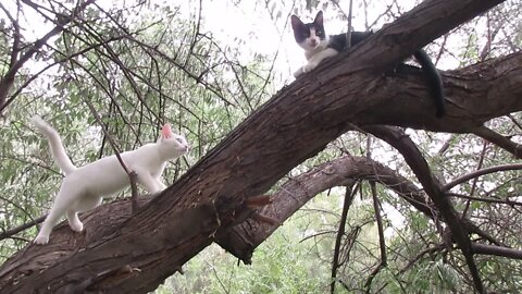 Our Cats #8: Cats Play on Russian Olive Tree (Part 1)