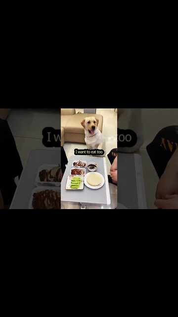 This dog is really very particular about eating roast duck# Meng pet has become refined #cute #short