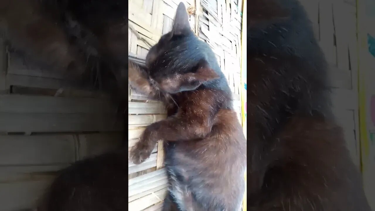 kucing