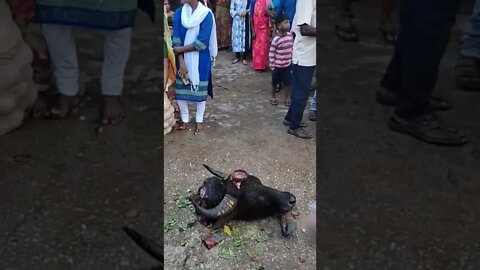 Cutting buffalo head to get Godess blessing, #shorts,#buffalo,#buffalosacrifice,#animal,#viral,#God