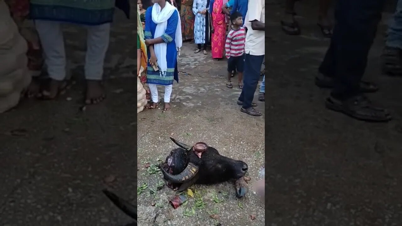 Cutting buffalo head to get Godess blessing, #shorts,#buffalo,#buffalosacrifice,#animal,#viral,#God