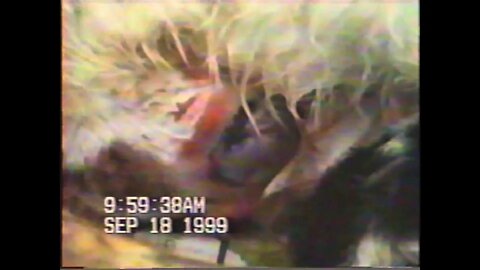 Sasha Junia dando cria na sala em 18 de setembro de 1999 VHS editado em 2021