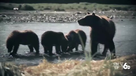 Idaho Fish and Game to host bear seminar