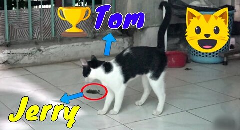 Best funny video of 2023:Tom and Jerry friendship