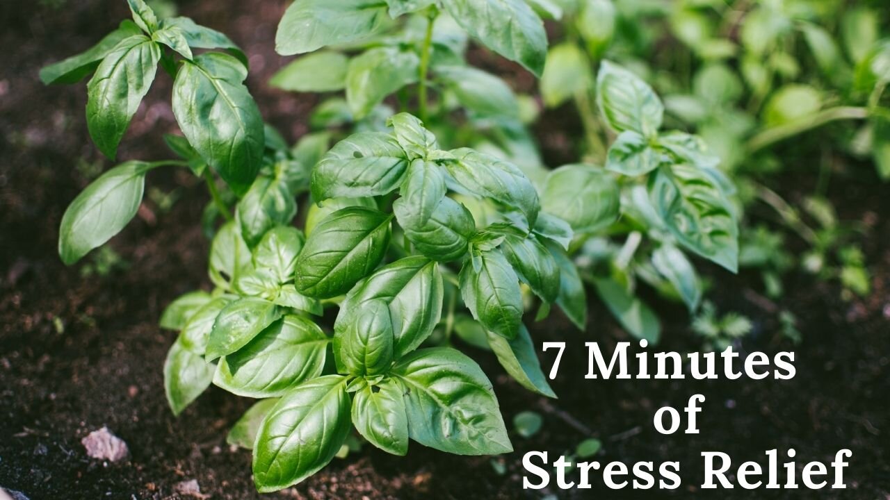 Relax Music with herbs pictures for Stress Relief