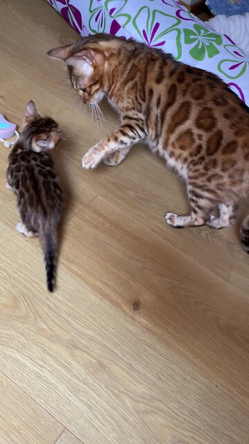 Bengal Kitten Really Doesn't Want To Listen To Mom
