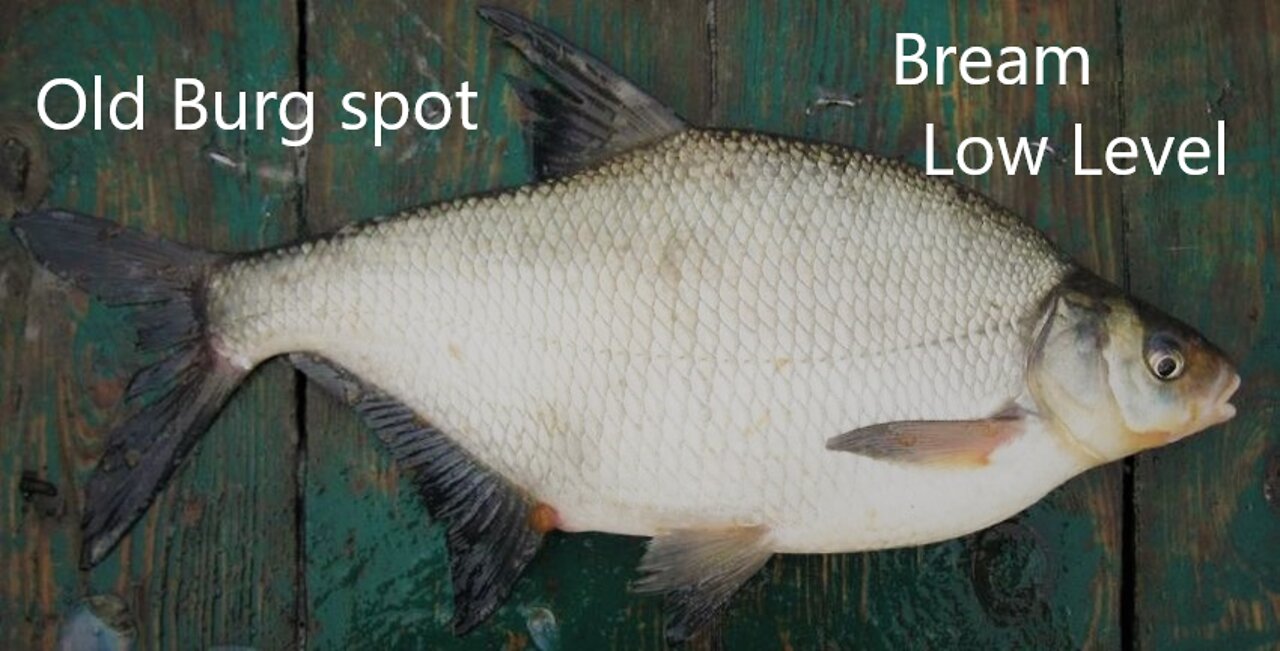 RF4 Old burg bream spot