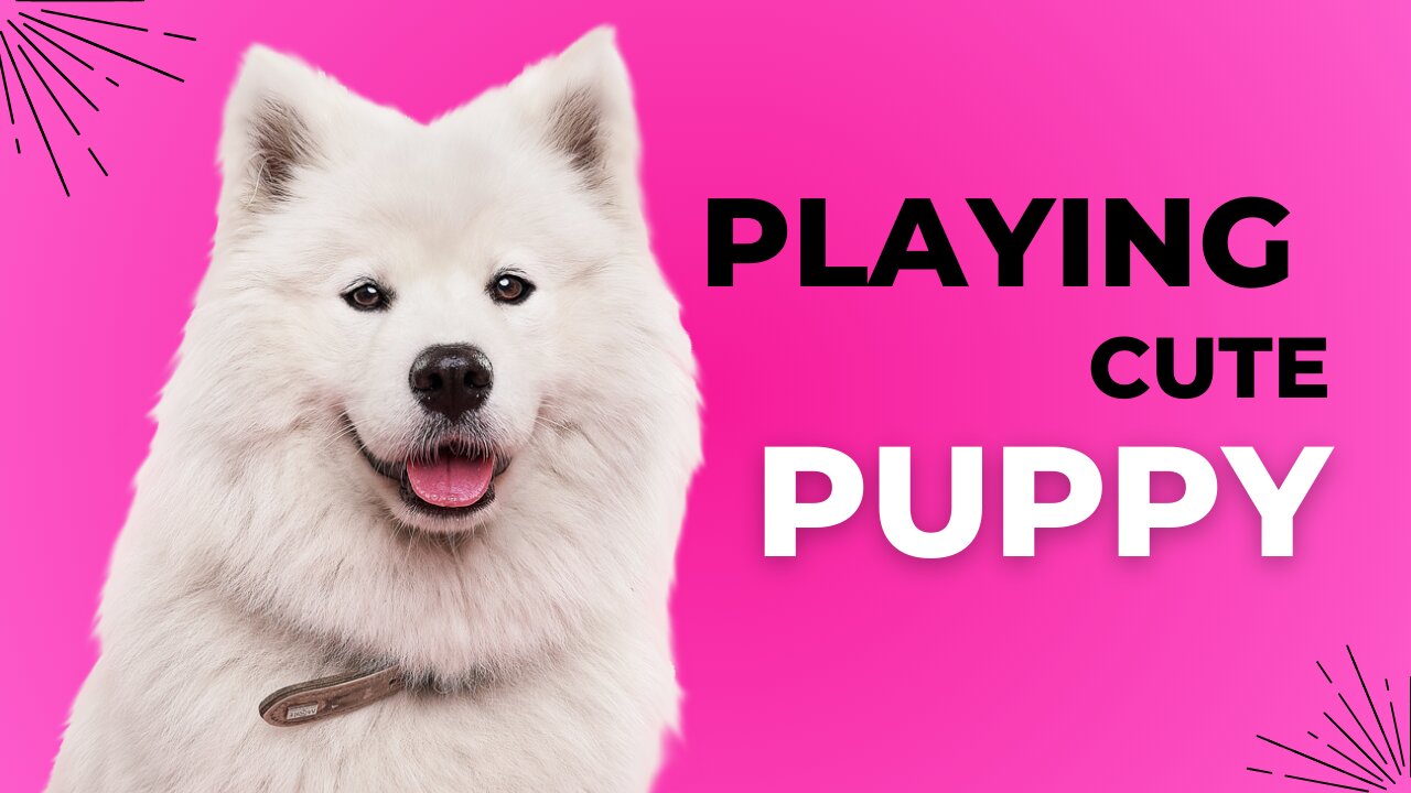 Playing cute dog-- beautiful dog