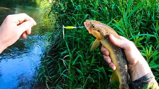 Trout Fishing in Wisconsin at Plum Creek