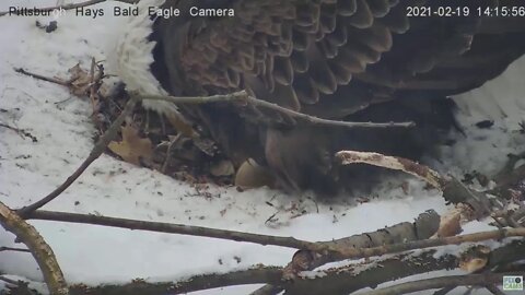 Hays Eagles Mom has Egg 3 2021 02 19 14:13:26