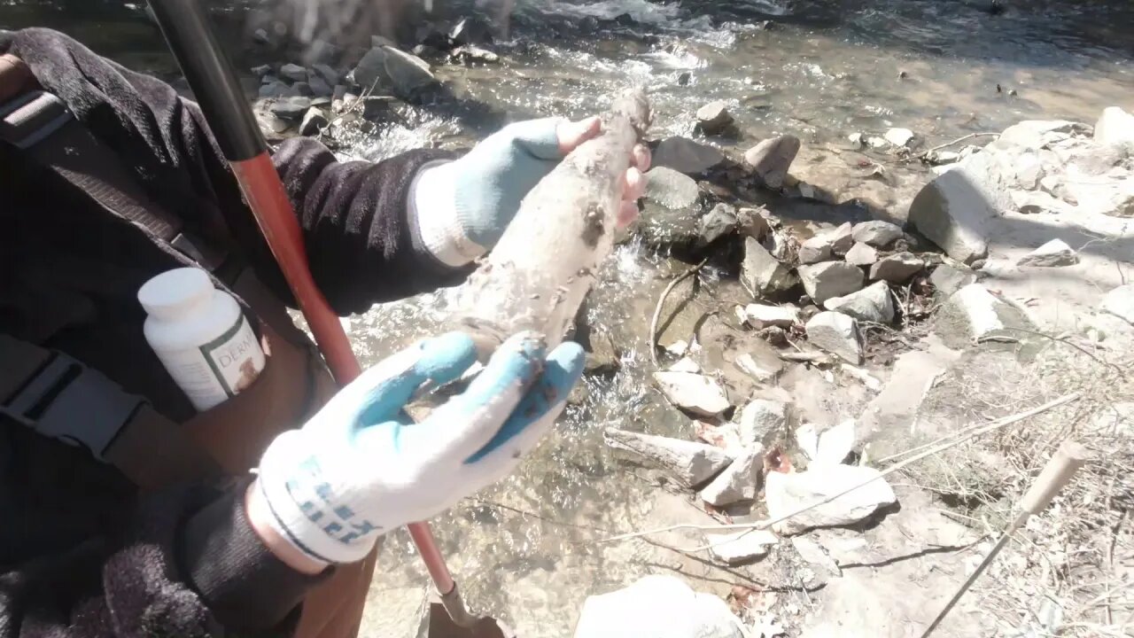 Episode 10 Water Fossil Hunt for Shark Teeth, day before Digstock Mini.