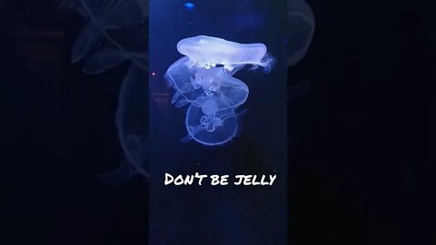 Jelly