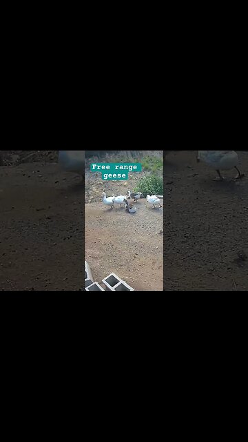 Free range geese