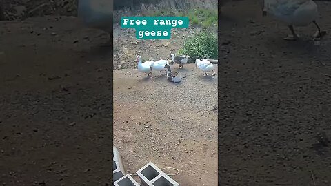 Free range geese