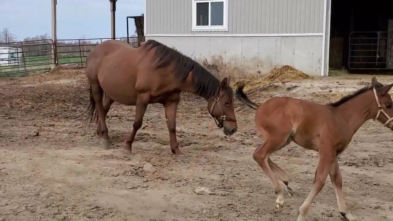 Mr. Willow's first day in the barn yard!