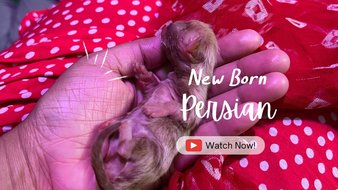 New Born Persian Kitten