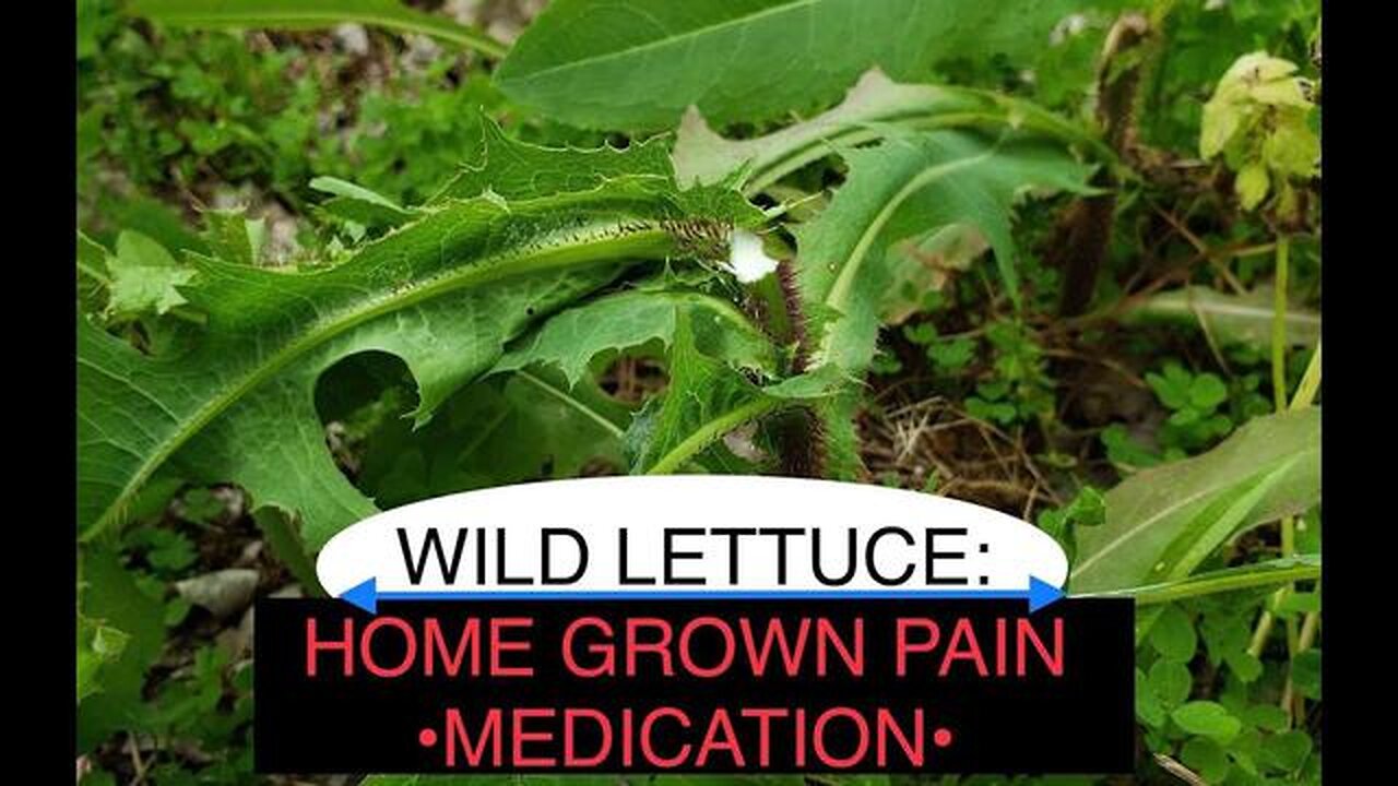 THE MEDICINE GROWING NEAR YOUR HOME