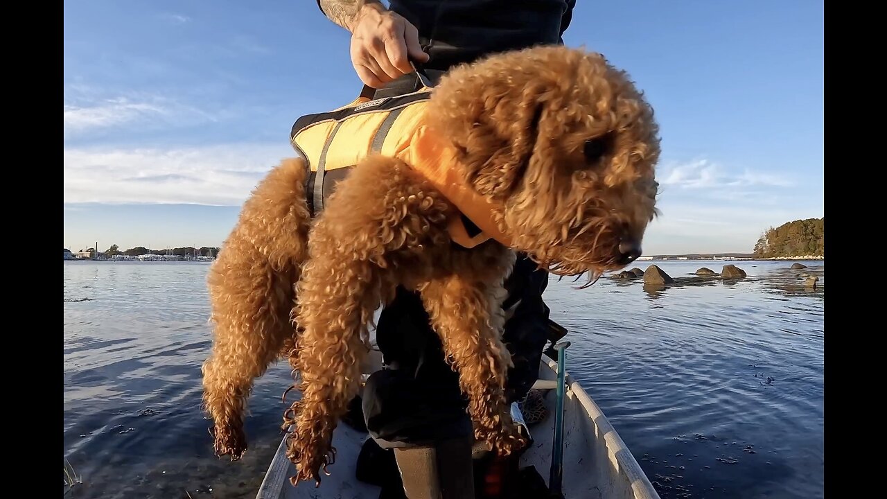 Striper catch and cook with our Goldendoodle Sage.