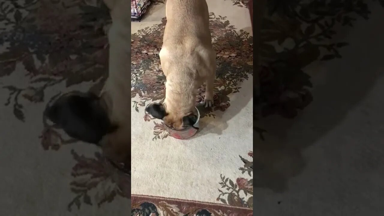 Do dogs like watermelon 🍉 YES.