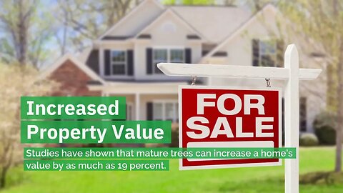Why You Should Add Mature Trees to Your Property
