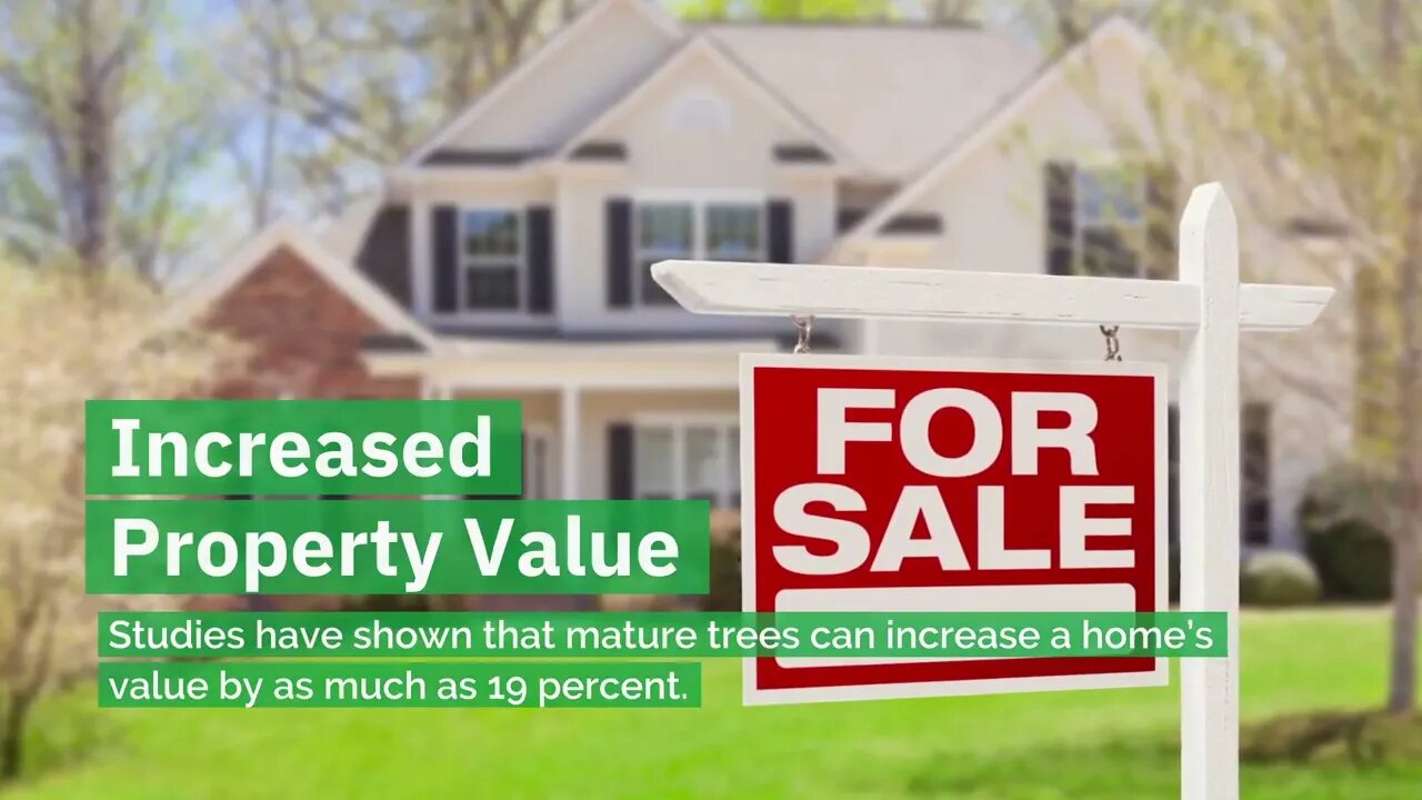 Why You Should Add Mature Trees to Your Property
