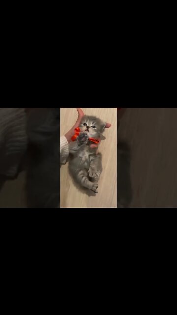 so cute cat one'like this cutie #cute#cat #kittens #cutecat #youtubeshorts