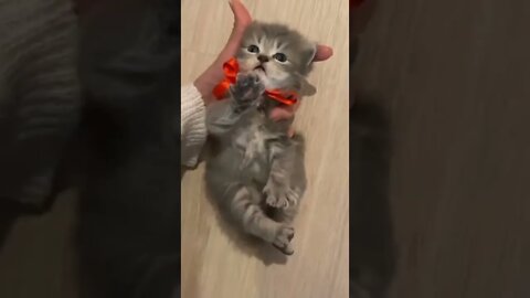 so cute cat one'like this cutie #cute#cat #kittens #cutecat #youtubeshorts