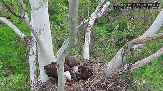 USS Eagles - Mom takes over feeding