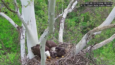 USS Eagles - Mom takes over feeding