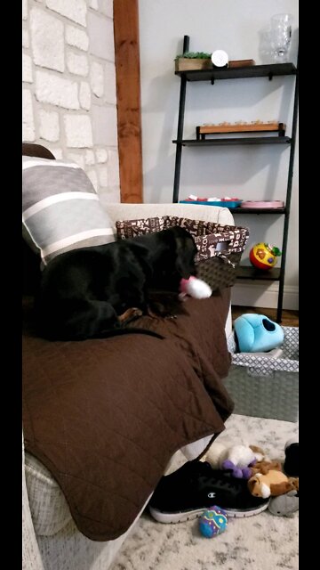 Dog toys were in the wrong place