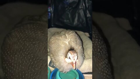 Disabled Guinea fowl in perfect set up for comfort