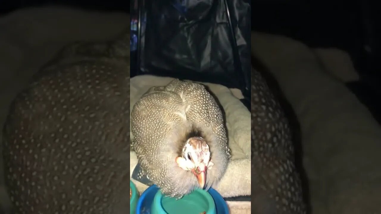 Disabled Guinea fowl in perfect set up for comfort