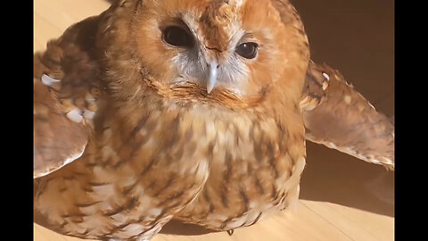 "Enchanting Owl: Captivating Moments with a Cute Owl!"