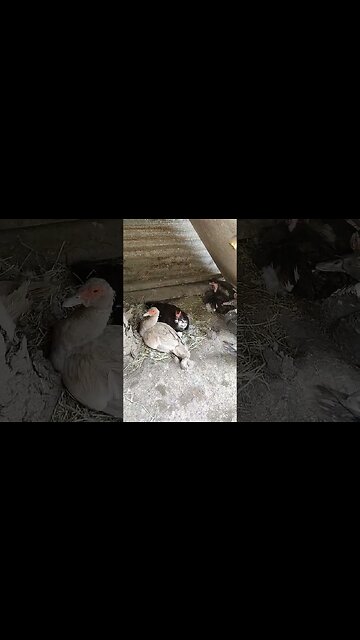 Some Muscovy Ducks sitting on eggs #ducks #muscovyducks #muscovy #broodyducks