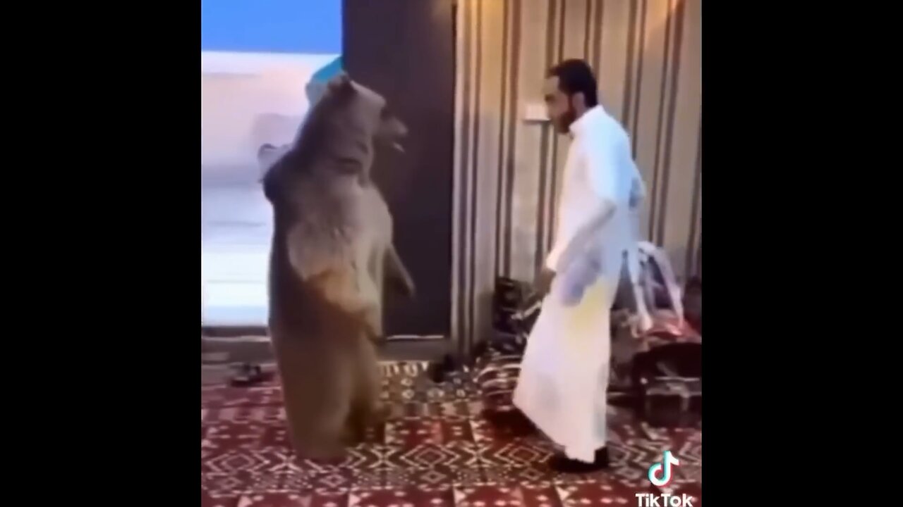 Funny Arab Meme Compilations